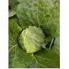 Buy cheap Natural Bright Fresh Green Cabbage No Rotten Signs Fiber Shin 2.5kg / Per from wholesalers