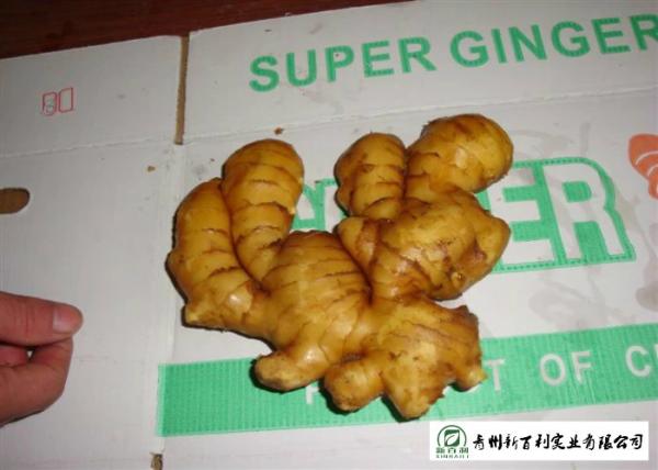 Cheap Healthy Fresh Raw Ginger No Pesticide Residues Used For Juicing / Flavor for sale