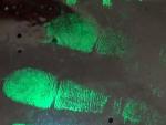 C057 Green fluorescent small particle reagent