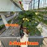 Agricultural Tunnel Greenhouse Plastic Film Multi-span Strawberry Greenhouse for