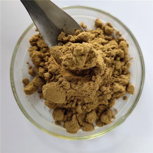 Immune Anti-Fatigue Roughhaired Holly Root Extract