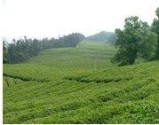 Quality Green Blue Black Landscape Netting Slope Safety Nets To Plant Support wholesale