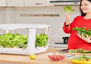 Quality 24V 10W Light PVC Kitchen Hydroponic Growing Systems wholesale