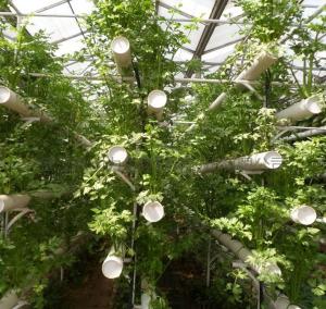 Quality Economical Department Plastic Greenhouse With Hydroponics And Temporary Heating wholesale