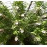 Buy cheap Economical Department Plastic Greenhouse With Hydroponics And Temporary Heating from wholesalers