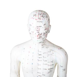Quality 50cm Point Male Acupuncture Model Human Body GMP Certificate wholesale