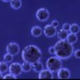 Quality 30 - 150 μm Magnetic Beads Protein Purification 10% Volume Ratio 100 mL wholesale