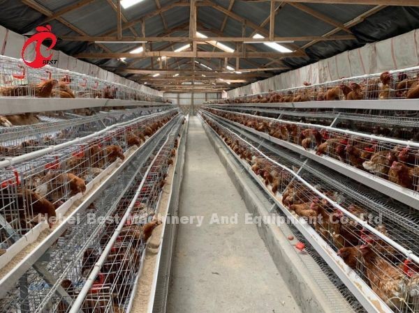 Stainless Steel Wire Battery Cage For Chicken 432cm2 Area Bird Adela