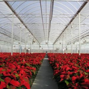 Quality OEM PO PE Polyethylene Film Greenhouse Multi Span 4 Season Growing For Flower wholesale