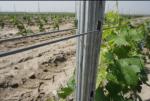 Grape Growing Vineyard End Posts Strongest Design 40X70mm Size Water Resistant