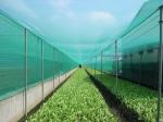 Green Color Uv Resistance Farm Insect Net 50 Mesh, Anti-Fungus Mosquito Net