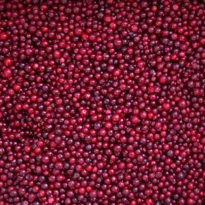 Quality IQF Frozen fruits quick frozen Lingonberry grade A wholesale