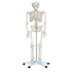 Quality School Medical Simulation Pvc 180cm Tall Human Skeleton Model wholesale