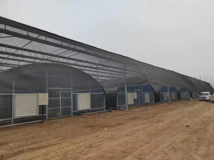 Commercial Large Agricultural Greenhouse UV Film Vegetable Hydroponic Greenhouse