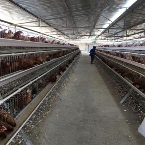 Quality 195x41x41cm 90, 120 Birds Layer Chicken Cage Poultry Farming Equipment wholesale