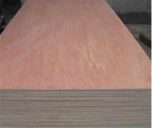 Quality Rotary Cut Bintangor Veneers E1 2440mm BC Wood Plywood wholesale