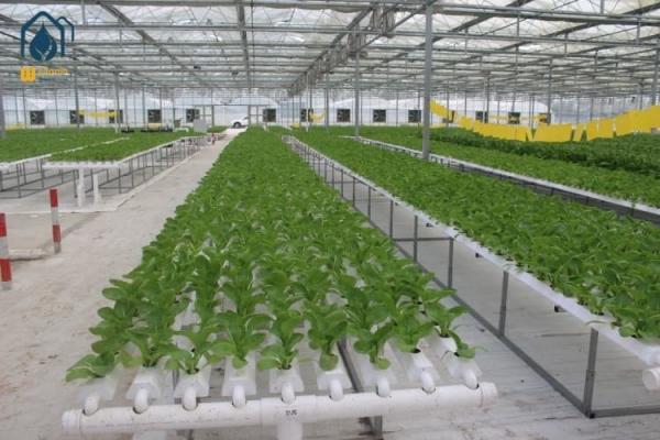 Agricultural Vertical NFT Hydroponic Lettuce Growing Systems Equipment In