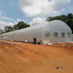 Tropical Agricultural Single Span Tunnel Plastic Film Polyethylene Film