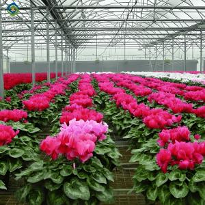 Quality Customized Flower Green House Easy Assembly Plant Greenhouses wholesale