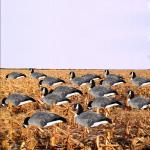 Custom Plastic PP Lifelike goose silhouette decoys Anti Reflective canada goose