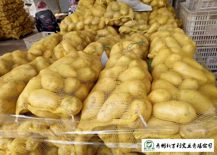 Small Size Fresh Potato 100 G - 200 G Supply To Wholesaler And Supermarket