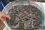 Brown Color Fish Flavor Feed Additives Livestock For Healthy Digestion