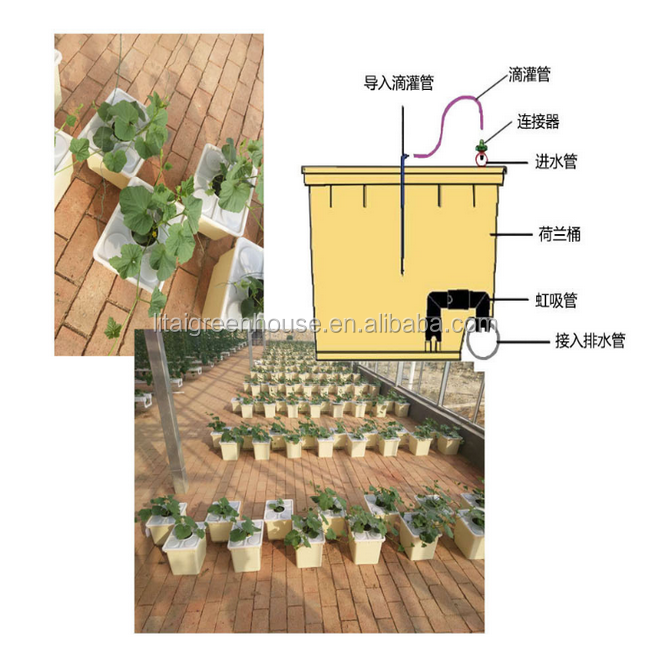 Industrial Greenhouse Hydroponic Vegetable Growing System with 11 liters Volume