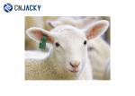 Professional RFID UHF Sheep Animal Ear Tag In Yellow , Customizable Size