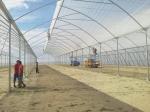 Large Sawtooth Greenhouse Shine Tech Poly Tunnel Tropical Greenhouse With