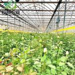 Multispan Hydroponics Plastic Film Agricultural Greenhouse for Commercial Farm