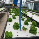 US Currency Controlled Humidity Film Greenhouse for Soilless Vegetable