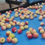 High Accuracy 99.9% Apple Sorting Machine Stainless Steel 380V