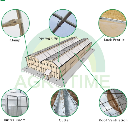 Polyethylene Film Galvanized Steel Structure 6mm Greenhouse Plastic 2