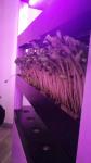 Plant Growth 1W SMD 3030 740nm 745nm LED Grow Light Chip