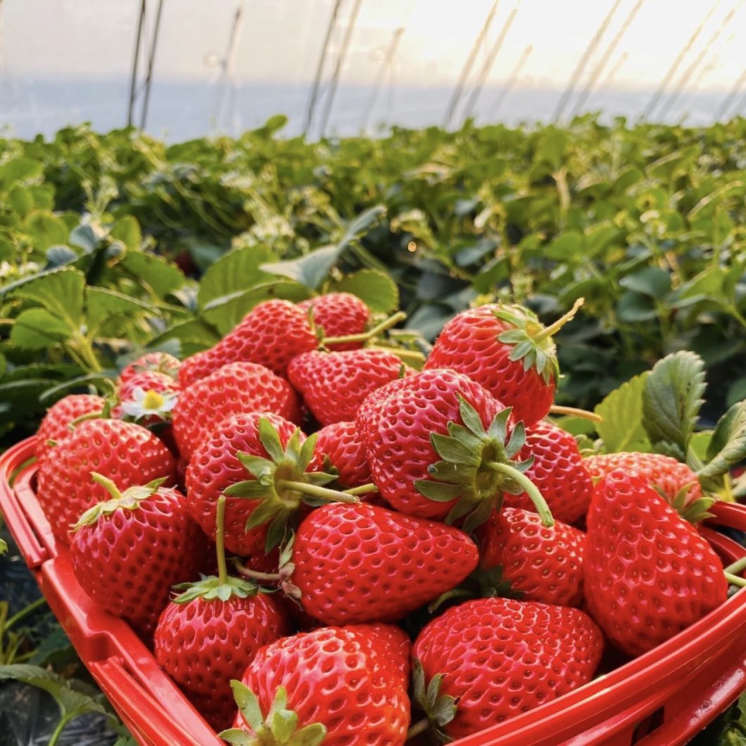 Drip Irrigation Tunnel Greenhouse for Agriculture