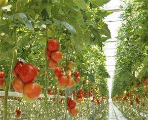 Quality Exhibition Venlo Greenhouse Structure , Polycarbonate Sheet Greenhouse High Output wholesale