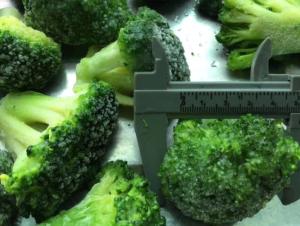 Quality Healthy IQF Frozen Vegetables , Organic Individual Quick Freezing Broccoli wholesale