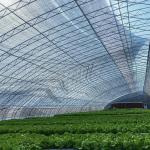 Multi-Span Sunlight Greenhouse The Ultimate Choice for Hydroponic Vegetable