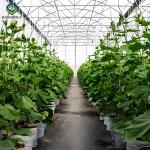 High Production Automated Hydroponic Greenhouse Large Glass Greenhouses
