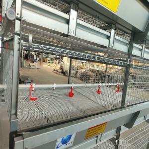 Quality 100kgs H Type Battery Broiler Chicken Cage System 120 Birds ISO9001 Listed wholesale