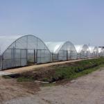 8m 9m 10m Plastic Polytunnel Greenhouse Agriculture Growing Vegetable Flower