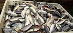 Quality Frozen Horse Mackerel HGT 7-9cm wholesale