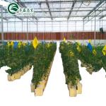 Commercial Aquaponic Aquarium System Prefabricated PO Greenhouses for Vegetables