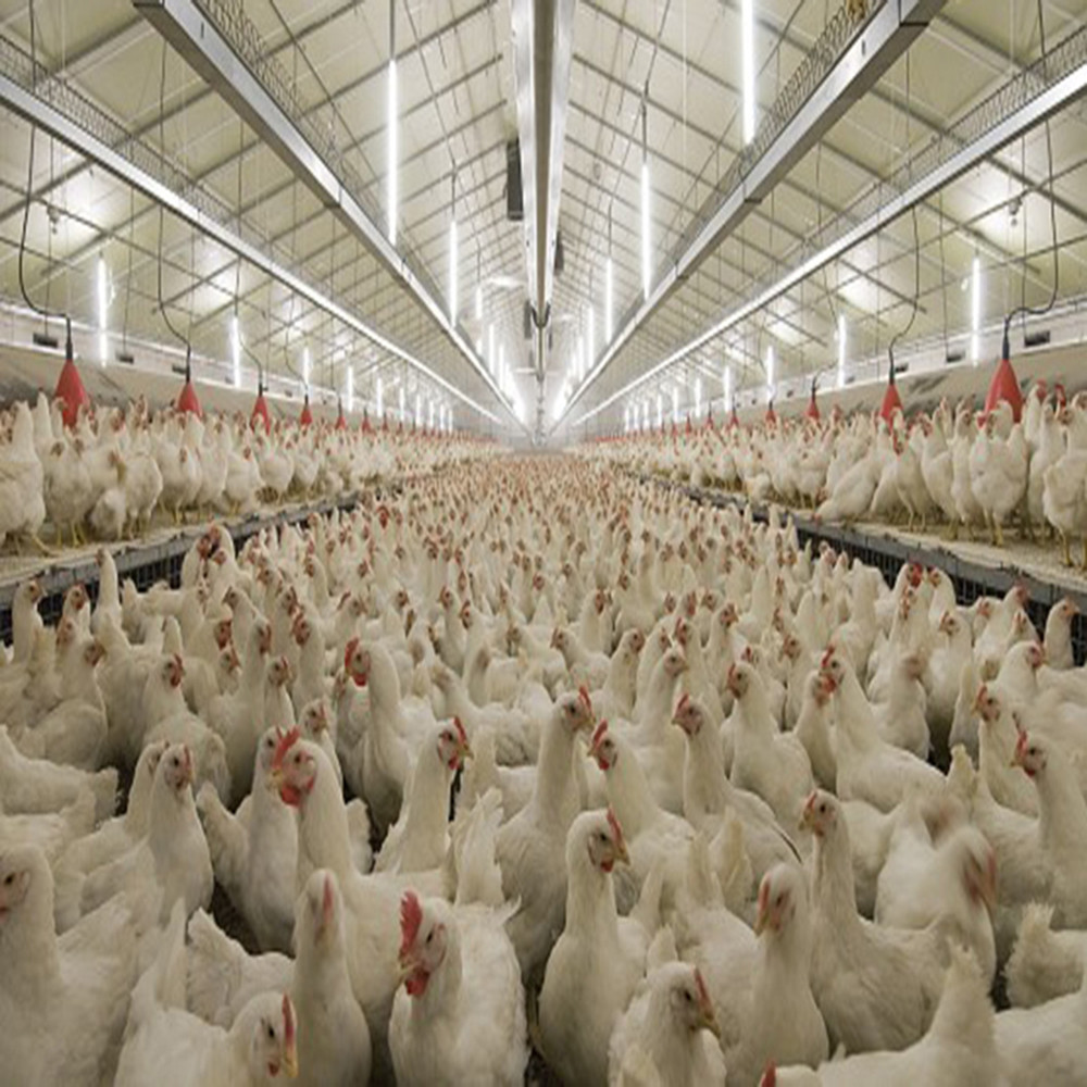 Fully Automated Modular Steel Structure Poultry House Fireproof Prefab Farm Buildings
