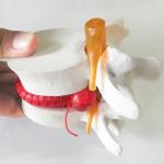 Human Vertebrae Anatomical Skeleton Educational Model 3D