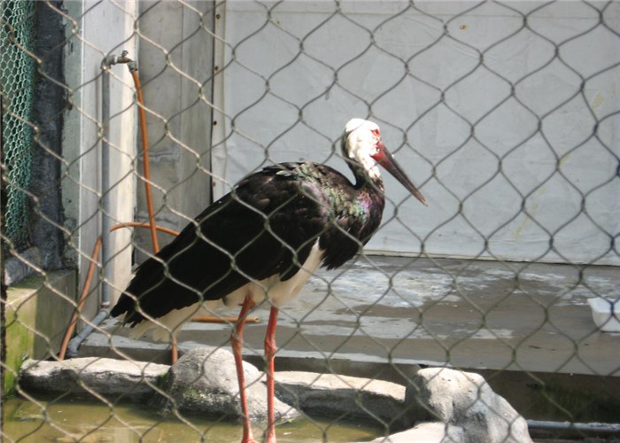 Knotted Stainless Steel Aviary Mesh Heat Resistant Perfect Anti - Rust Property