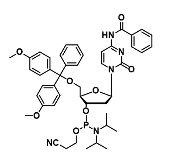 RNA DNA Synthesis Phosphoramidite 5g/bottle A G C T Phosphoramidites