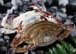 Half Cutted Portunus Crab