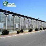 Transparent Polythene Tunnel Greenhouse for Growing Vegetables AGRICULTURE