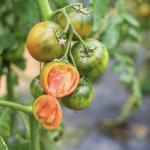 Revolutionize Agriculture with PVC Pipe Drip Irrigation Greenhouse and Fast